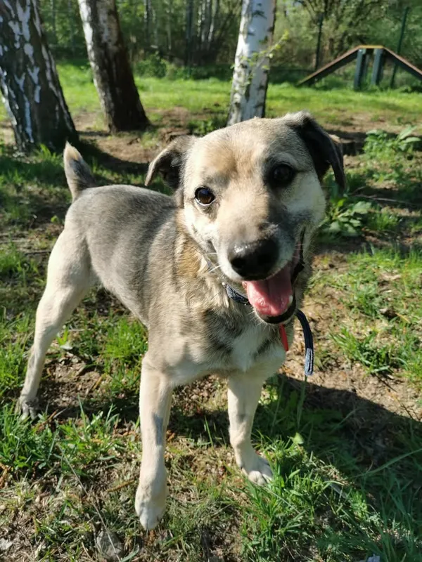 Pies do adopcji, Częstochowa, 5 marca 2021 (2/5)