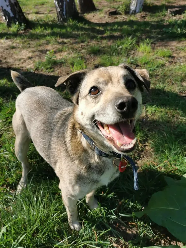 Pies do adopcji, Częstochowa, 5 marca 2021 (4/5)