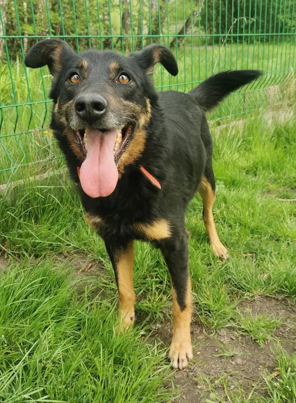 Pies do adopcji, Częstochowa, 29 września 2020 (3/5)