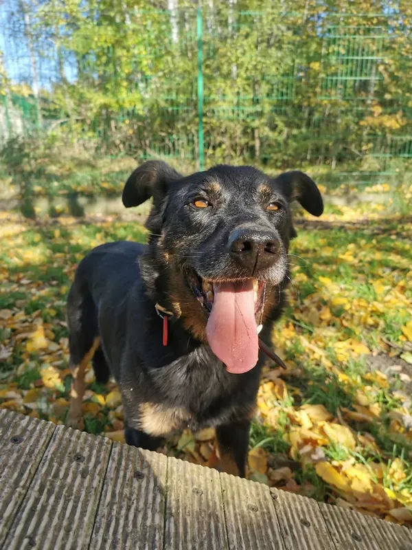 Pies do adopcji, Częstochowa, 29 września 2020 (4/5)