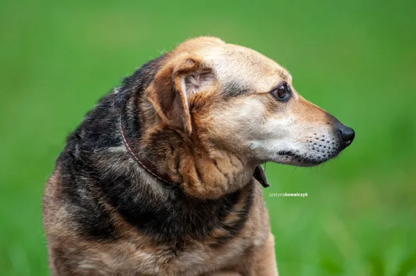 Pies do adopcji, Częstochowa, 16 lutego 2021 (4/5)