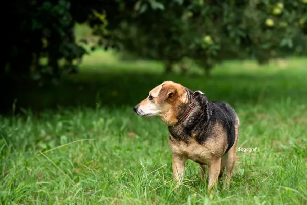 Pies do adopcji, Częstochowa, 16 lutego 2021 (5/5)