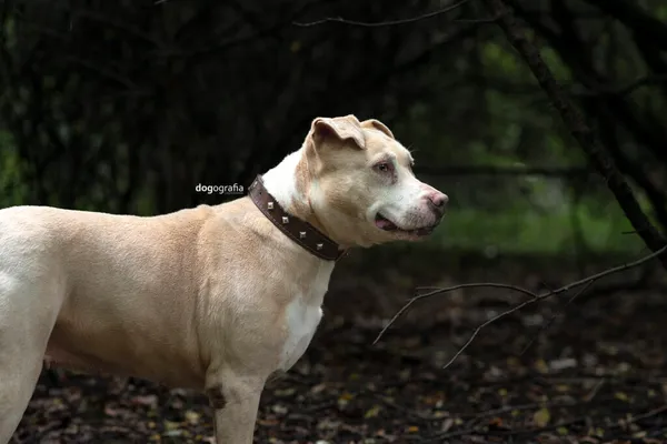 Pies do adopcji, Częstochowa, 25 lipca 2020 (5/5)
