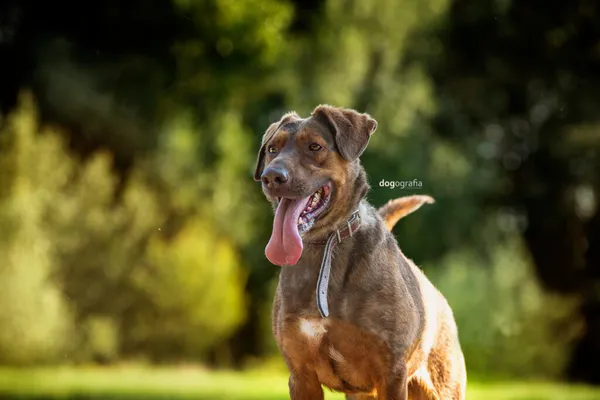 Pies do adopcji, Częstochowa, 16 lutego 2022 (1/5)