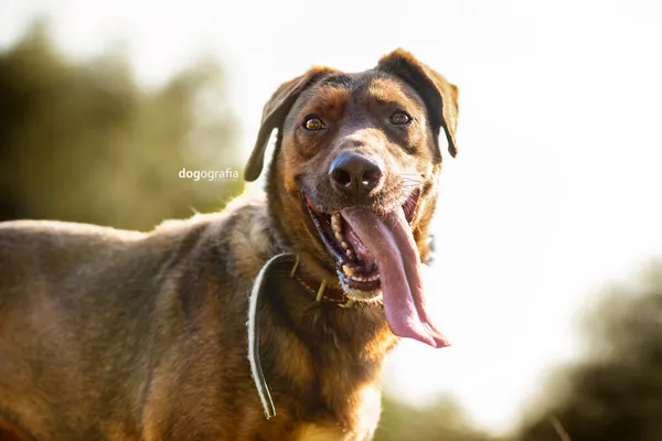 Pies do adopcji, Częstochowa, 16 lutego 2022 (2/5)