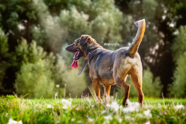 Pies do adopcji, Częstochowa, 16 lutego 2022 (4/5)