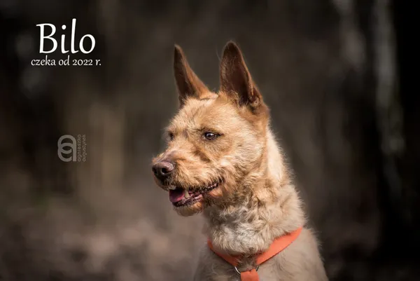 Pies do adopcji, Częstochowa, 4 października 2022 (4/5)