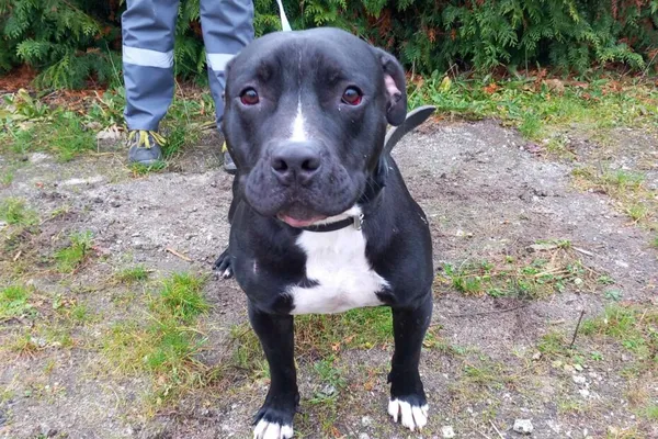 Znaleziono psa, Henrykowo, 7 listopada 2025