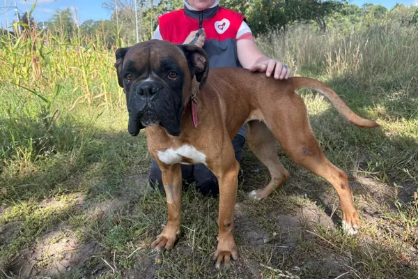 Pies do adopcji, Henrykowo, 22 lipca 2025 (1/3)