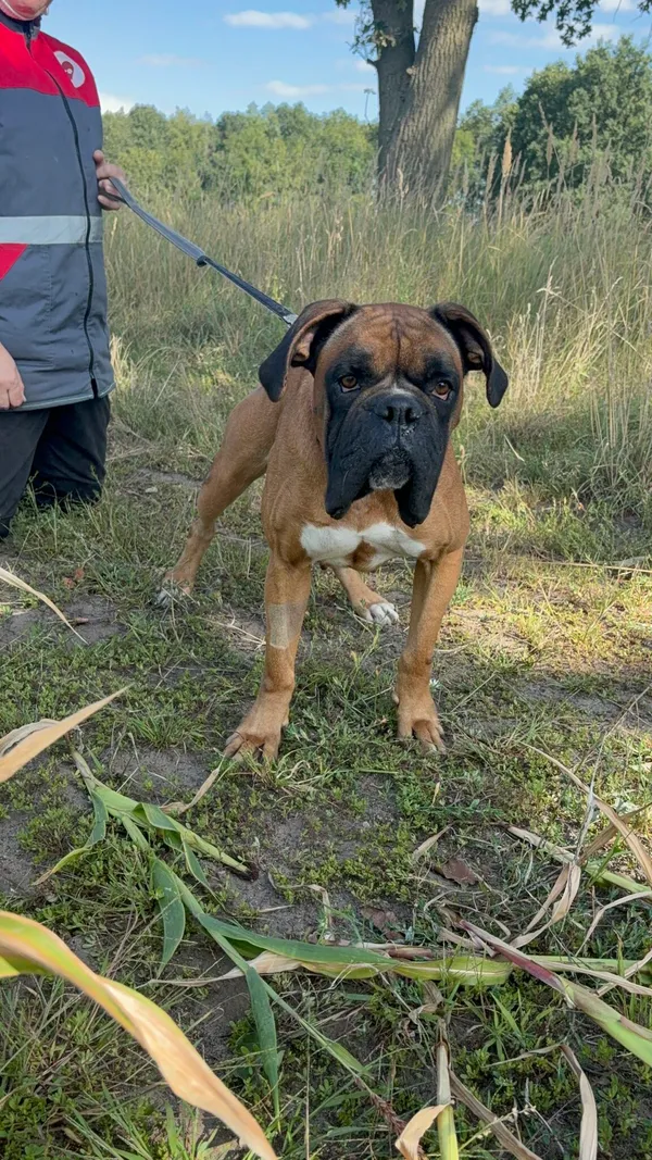 Pies do adopcji, Henrykowo, 22 lipca 2025 (3/3)