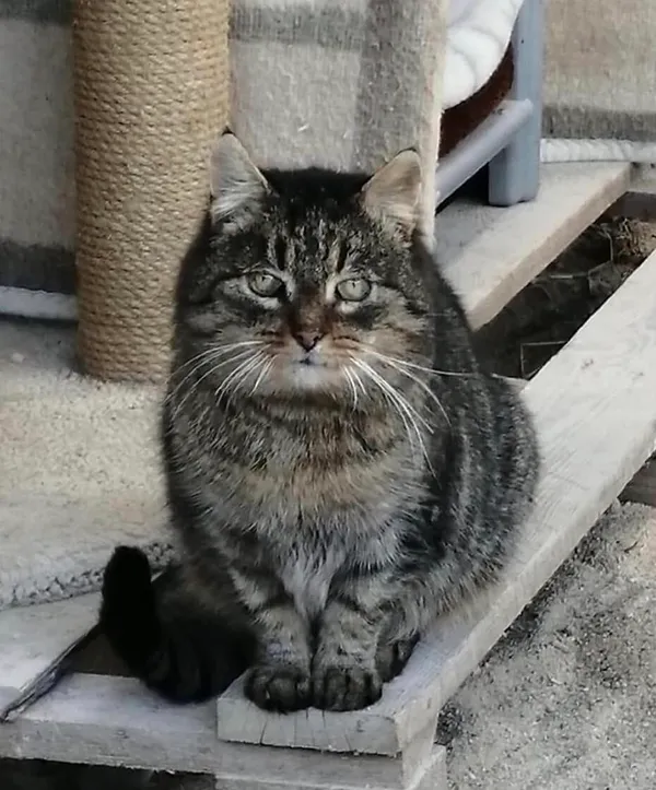 Kot do adopcji, Gdańsk, 5 kwietnia 2025