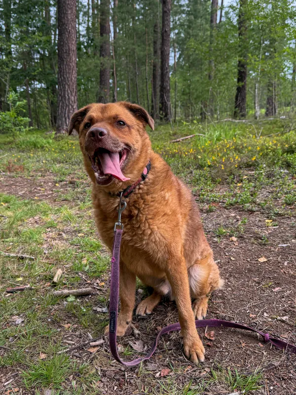 Pies do adopcji, Włocławek, 7 sierpnia 2022 (1/5)