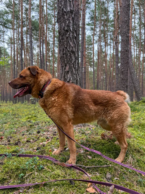 Pies do adopcji, Włocławek, 7 sierpnia 2022 (2/5)