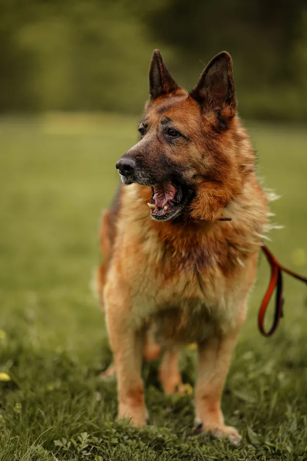 Pies do adopcji, Włocławek, 21 listopada 2021 (1/5)