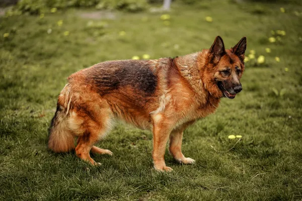 Pies do adopcji, Włocławek, 21 listopada 2021 (2/5)