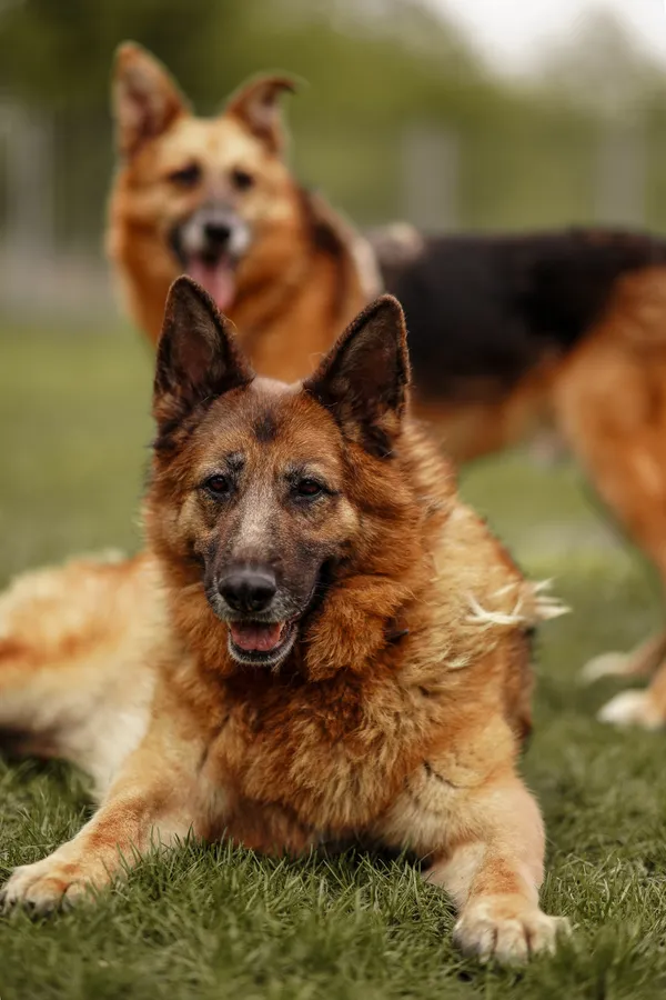 Pies do adopcji, Włocławek, 21 listopada 2021 (3/5)