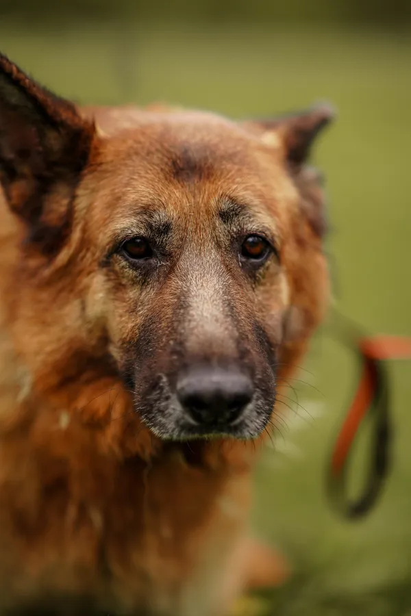 Pies do adopcji, Włocławek, 21 listopada 2021 (4/5)