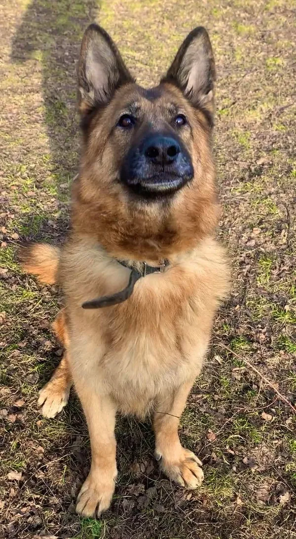 Pies do adopcji, Włocławek, 21 listopada 2021 (5/5)