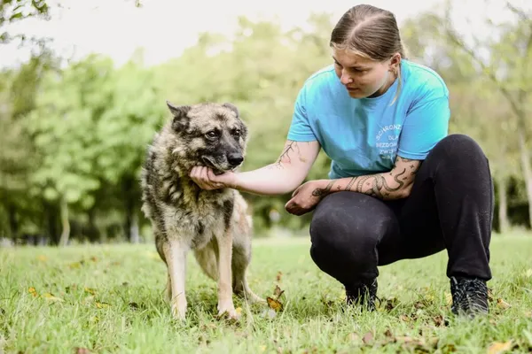 Pies do adopcji, Radom, 10 września 2025 (4/5)