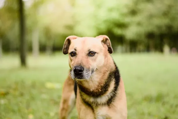 Pies do adopcji, Radom, 10 września 2025 (3/5)