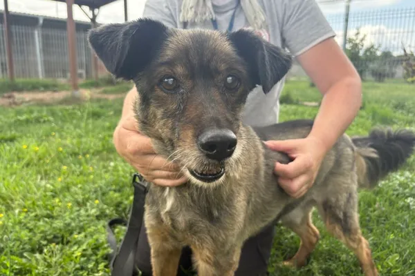 Znaleziono psa, Henrykowo, 20 grudnia 2022 (1/4)