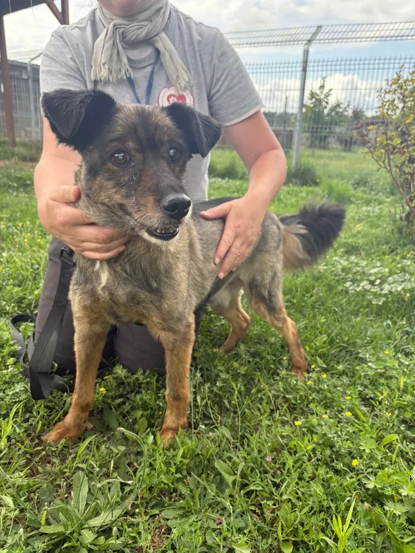 Znaleziono psa, Henrykowo, 20 grudnia 2022 (4/4)