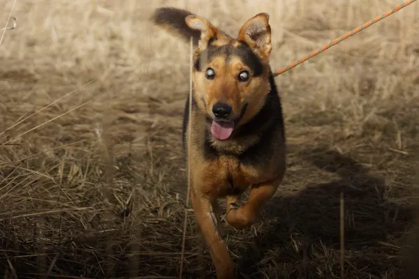 Pies do adopcji, Jelenia Góra, 12 lutego 2021 (1/3)