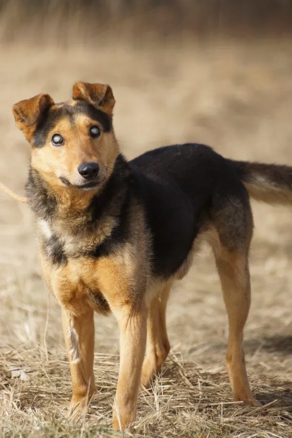 Pies do adopcji, Jelenia Góra, 12 lutego 2021 (2/3)
