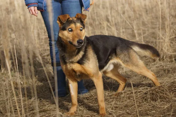 Pies do adopcji, Jelenia Góra, 12 lutego 2021 (3/3)