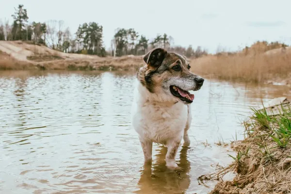 Pies do adopcji, Radom, 18 lipca 2025 (2/5)