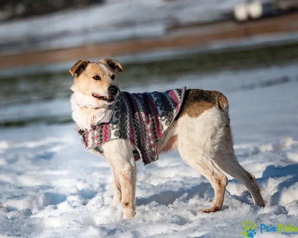 Pies do adopcji, Racławice, 10 lutego 2023 (4/5)