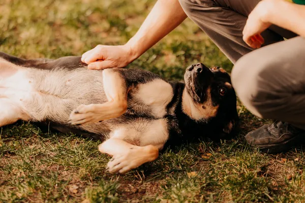Pies do adopcji, Czartki, 17 września 2022 (1/5)