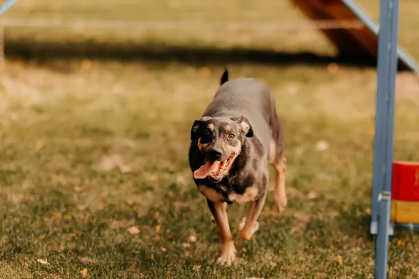 Pies do adopcji, Czartki, 17 września 2022 (2/5)