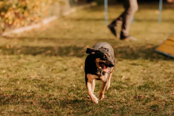 Pies do adopcji, Czartki, 17 września 2022 (4/5)