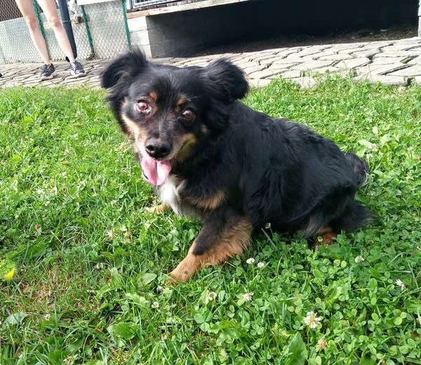 Pies do adopcji, Czartki, 17 lipca 2021 (2/3)