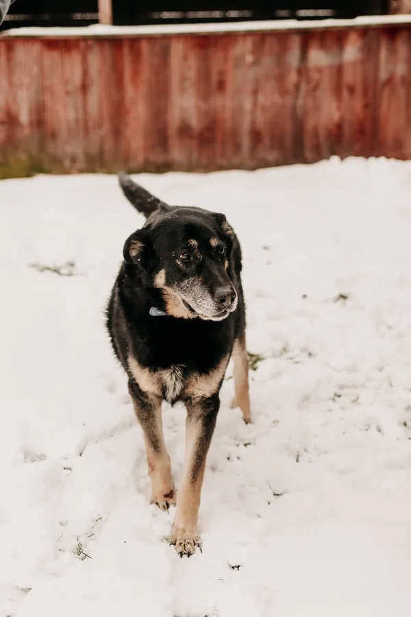 Pies do adopcji, Czartki, 17 czerwca 2020 (1/5)