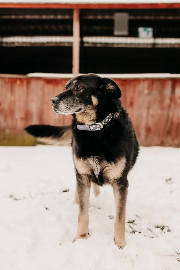 Pies do adopcji, Czartki, 17 czerwca 2020 (2/5)