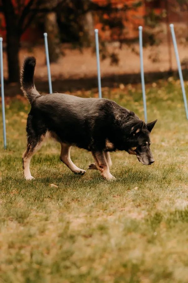 Pies do adopcji, Czartki, 17 czerwca 2020 (4/5)