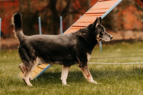 Pies do adopcji, Czartki, 17 czerwca 2020 (5/5)