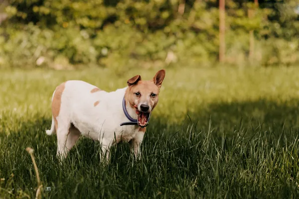 Pies do adopcji, Czartki, 12 czerwca 2020 (1/5)