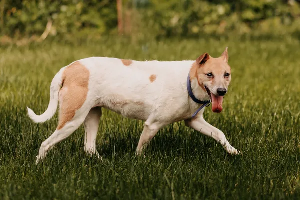 Pies do adopcji, Czartki, 12 czerwca 2020 (2/5)