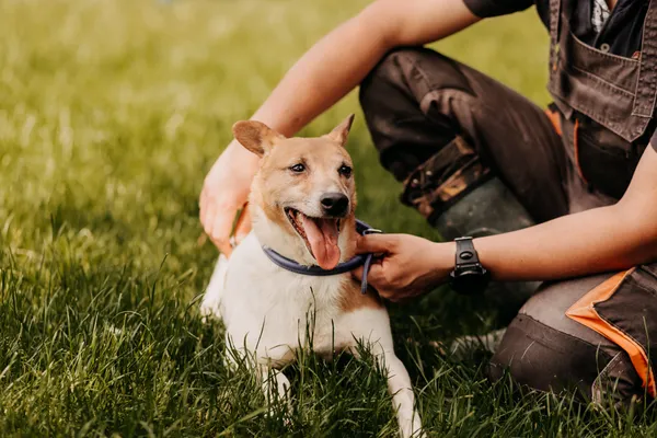 Pies do adopcji, Czartki, 12 czerwca 2020 (4/5)