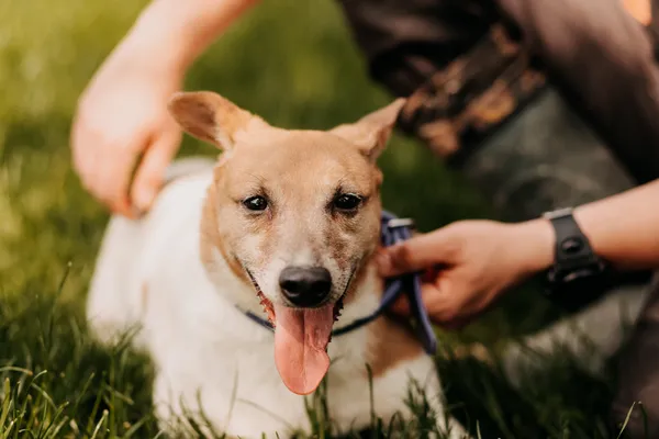 Pies do adopcji, Czartki, 12 czerwca 2020 (5/5)