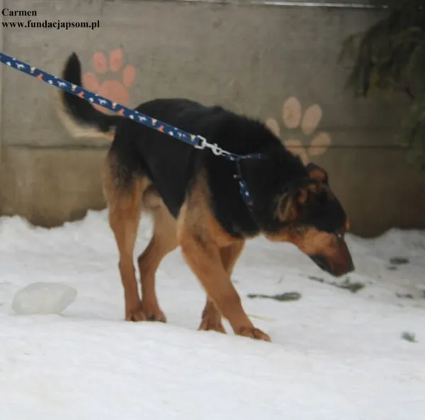 Pies do adopcji, Nowy Dwór Mazowiecki, 6 lutego 2026 (3/5)