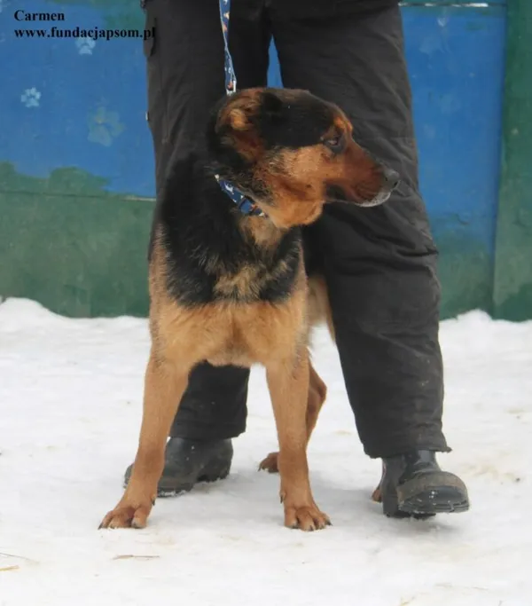 Pies do adopcji, Nowy Dwór Mazowiecki, 6 lutego 2026 (4/5)