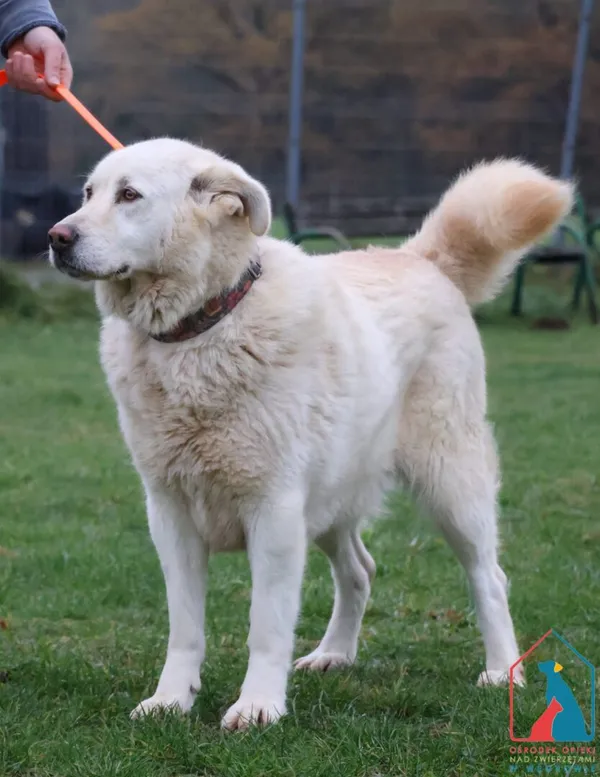 Pies do adopcji, Grudziądz, 14 czerwca 2022 (2/5)