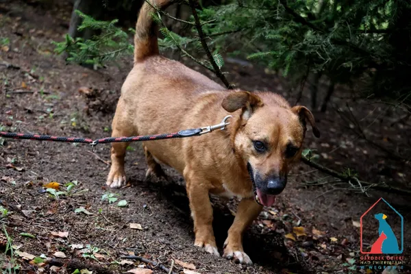Pies do adopcji, Grudziądz, 19 września 2022 (3/5)