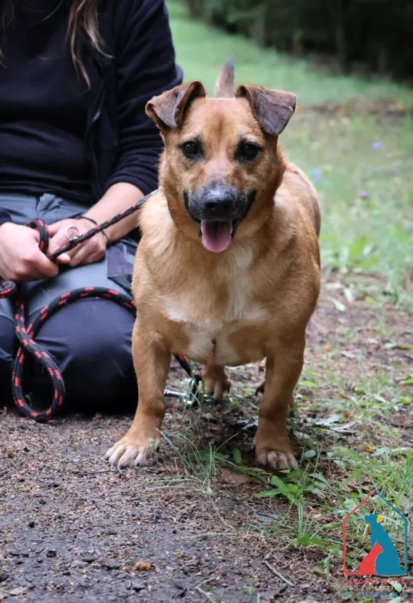 Pies do adopcji, Grudziądz, 19 września 2022 (5/5)