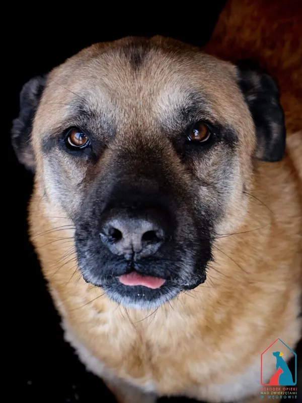 Pies do adopcji, Grudziądz, 27 sierpnia 2022 (1/5)