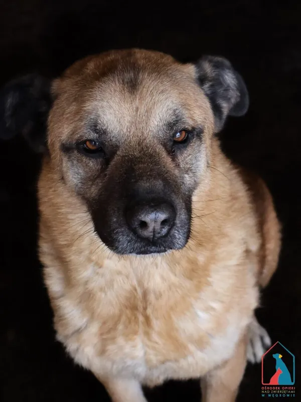 Pies do adopcji, Grudziądz, 27 sierpnia 2022 (3/5)